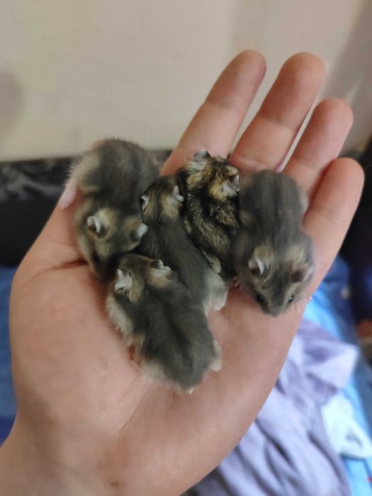 Джунгарик / Джунгарский хомяк , малыши.