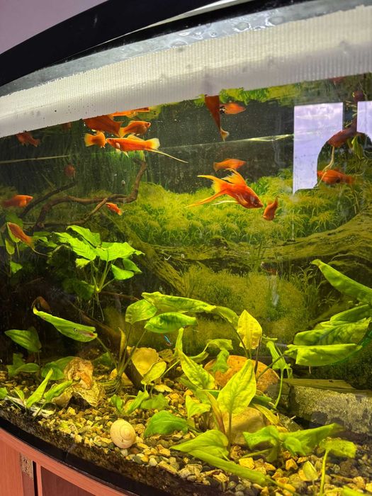Rybki do akwarium
