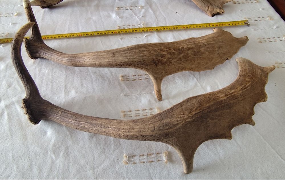 Hastes de veado naturais