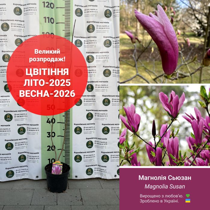 Магнолія Магнолия