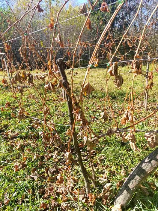 Продам чубуки і саджанці винограду.