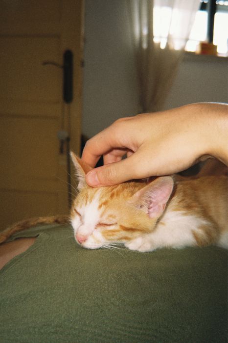 Gatinho para adoção