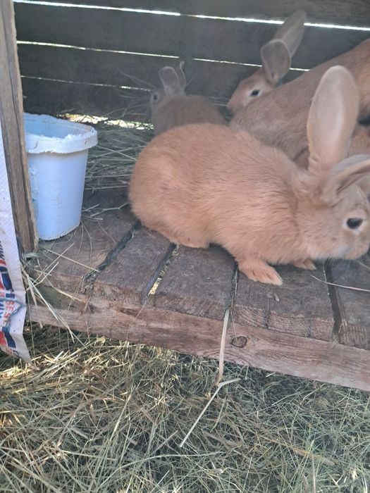 Продам молодняк кролів