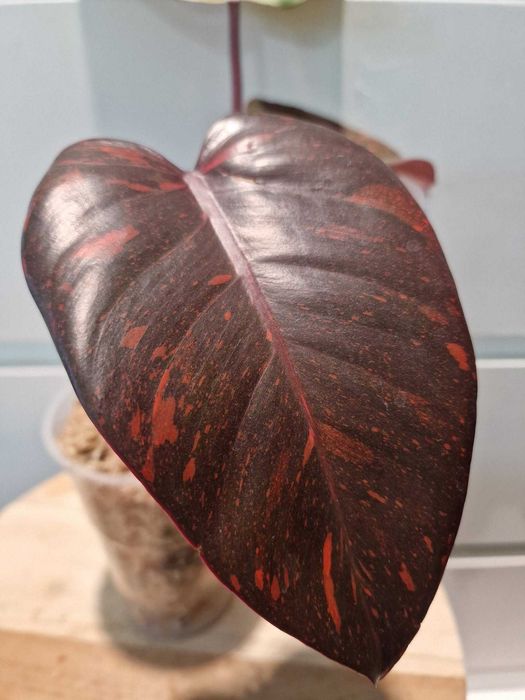 Philodendron Orange Princess Filodendron