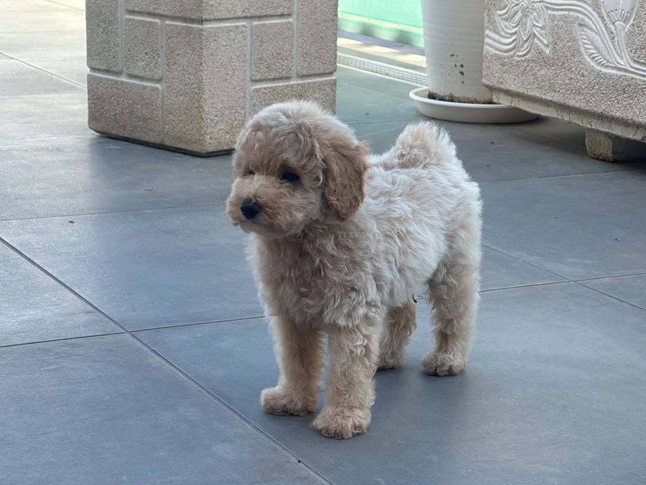 Caniche toy 2 meses