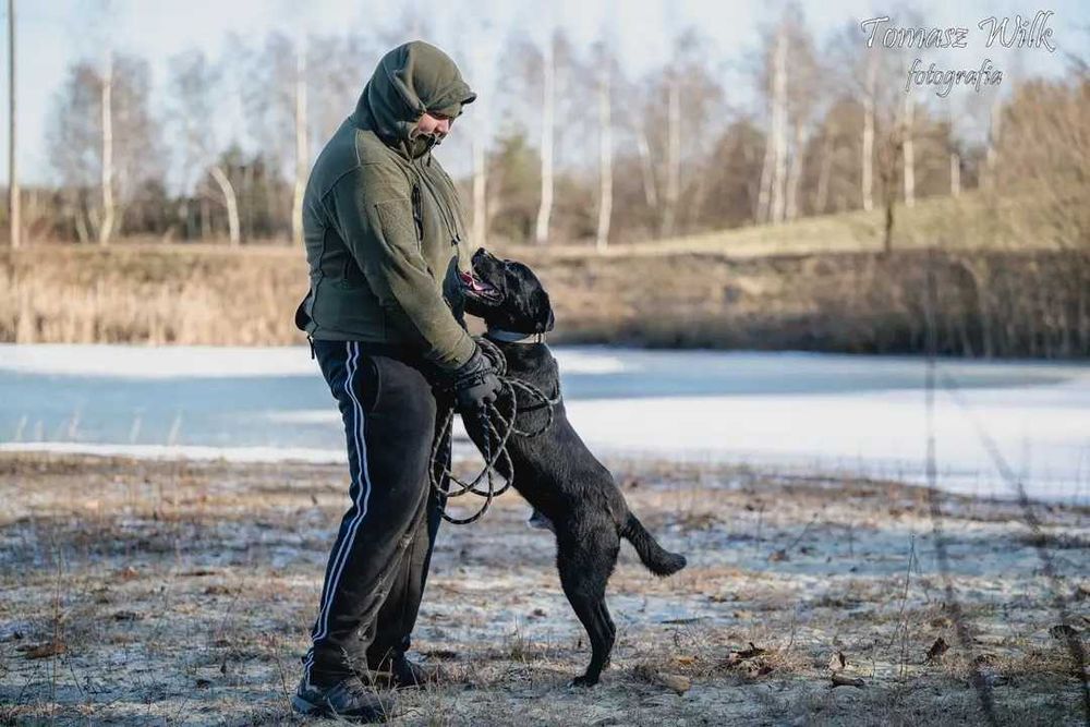 Niewidzialny Orlando do adopcji