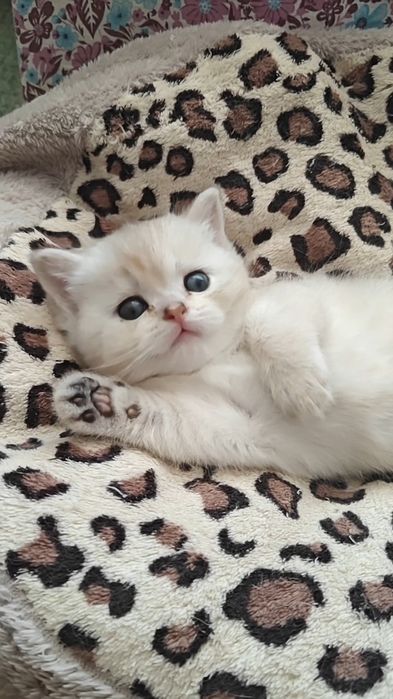 Шикарные девочка и мальчик серебристые шиншиллы