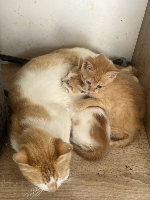 Gatinhos Disponiveis 2 machos e 1 femea