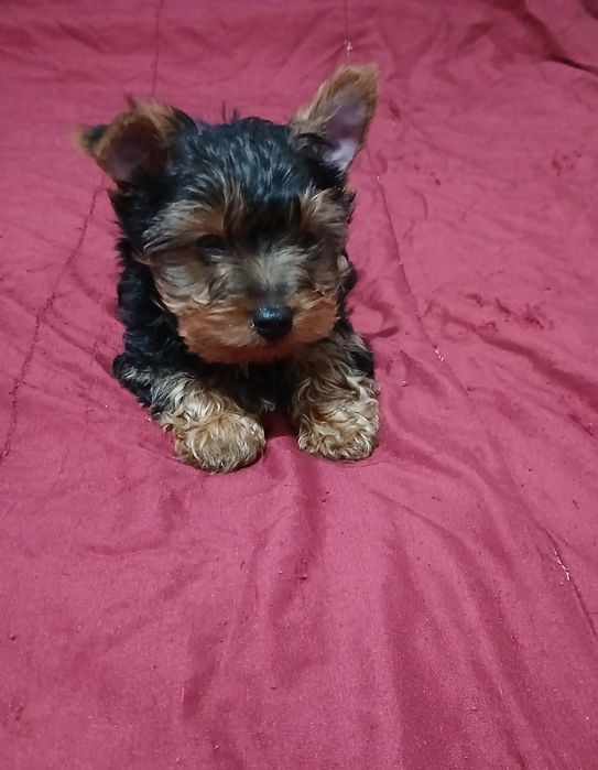 Yorkshire terrier macho.
