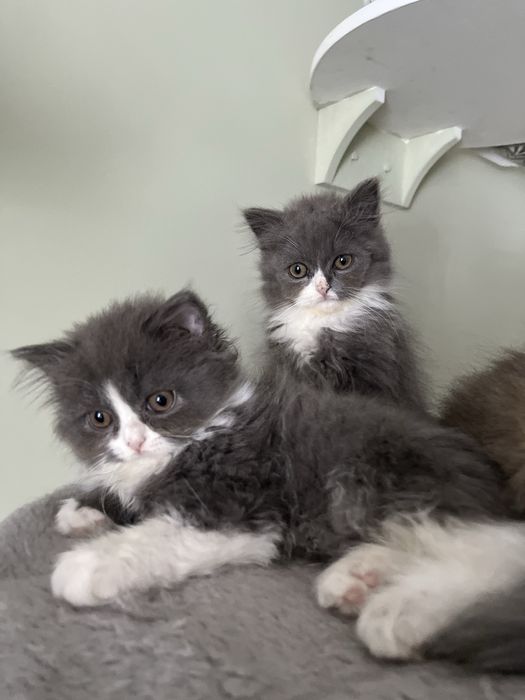 Kocur brytyjski  długowłosy