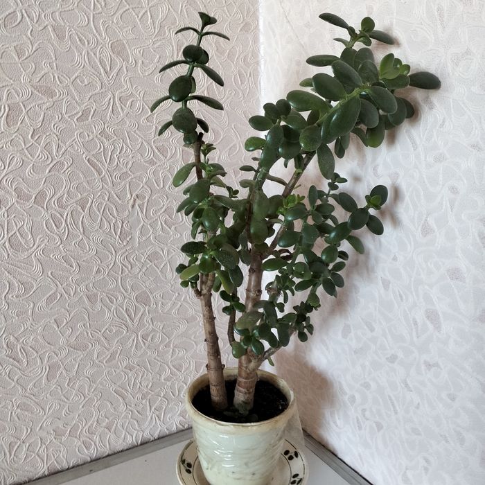 Денежное дерево Толстянка