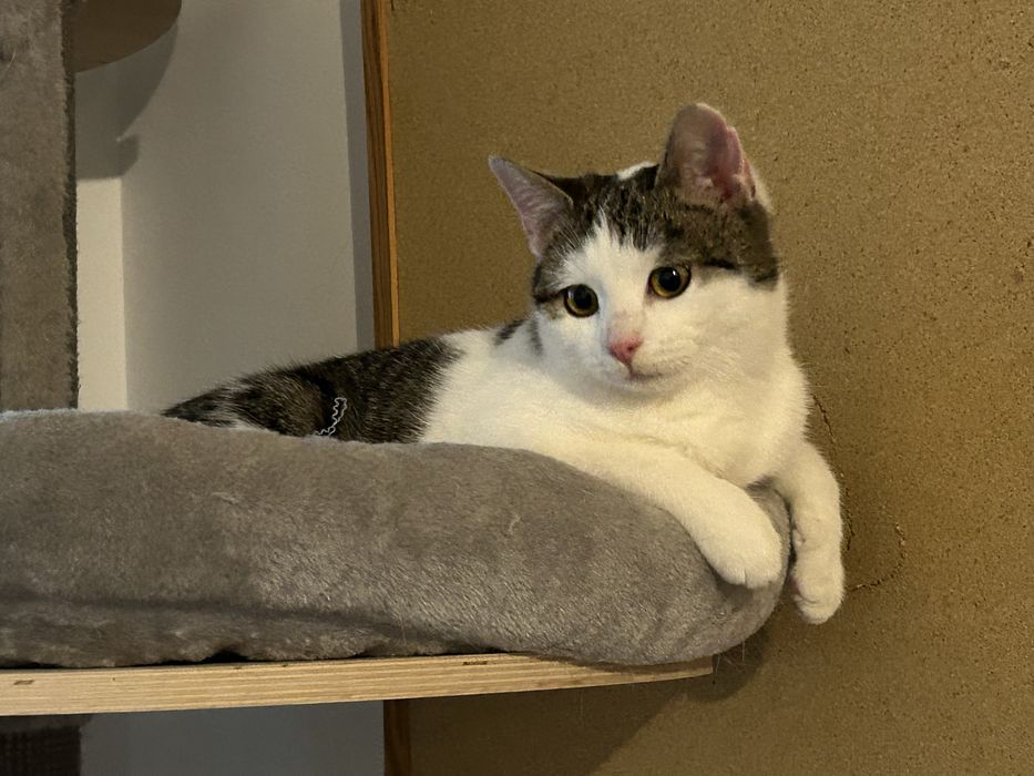 6 miesieczna kotka szuka domu