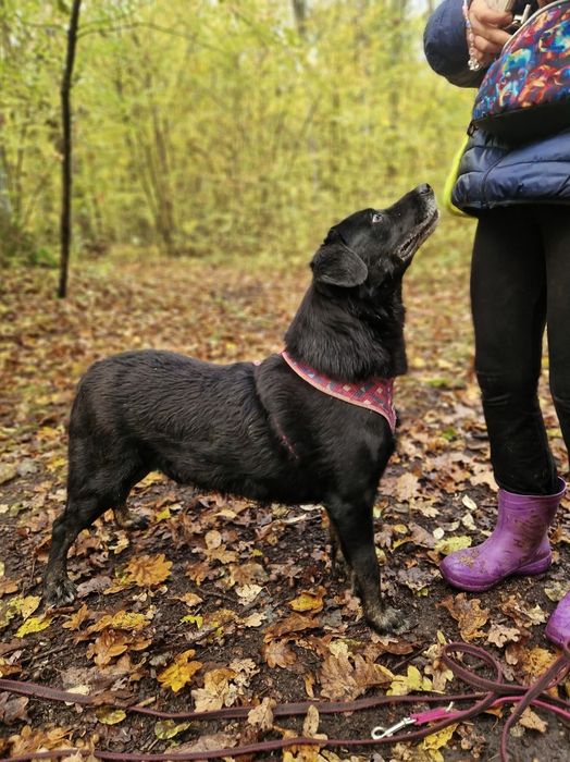 Labradorowaty psiak czeka 6lat na dom