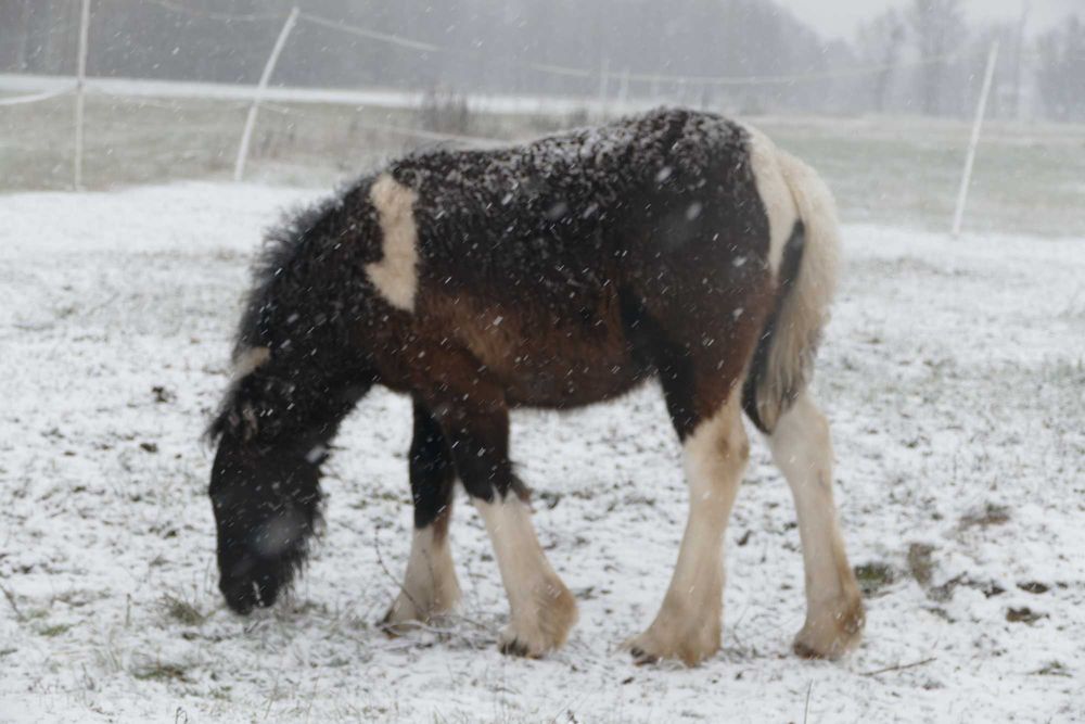 Ogierek Gypsy Cob 2025 r. -  gen perły, pełne badania, paszport ICS
