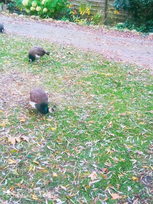 Pawie niebieskie młode