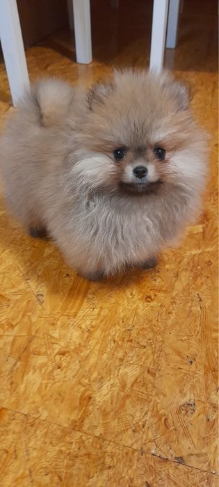 Szpic miniaturowy pomeranian