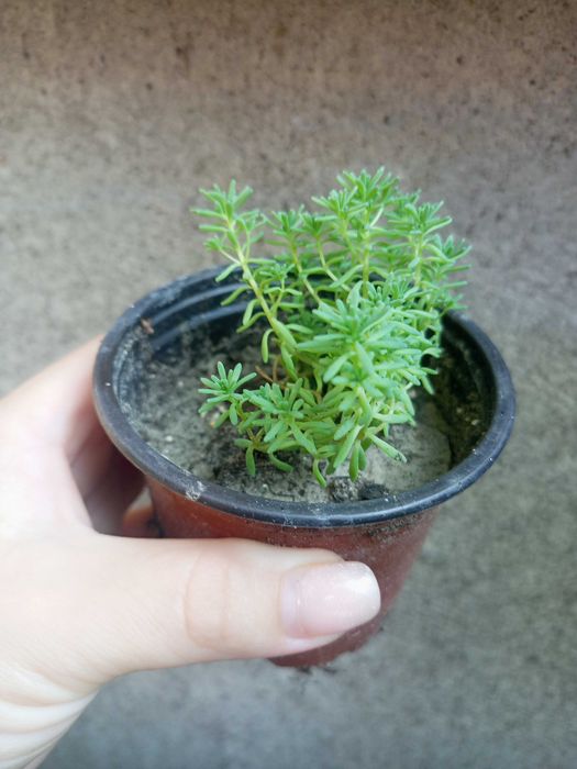 Седуми грунтопокривні