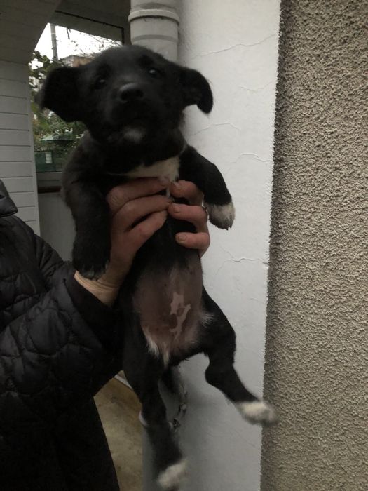 Цуценята в добрі руки