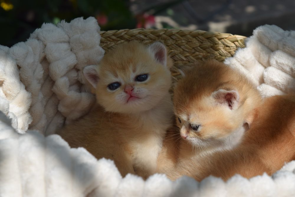 Золотая Шиншилла. Британские котята