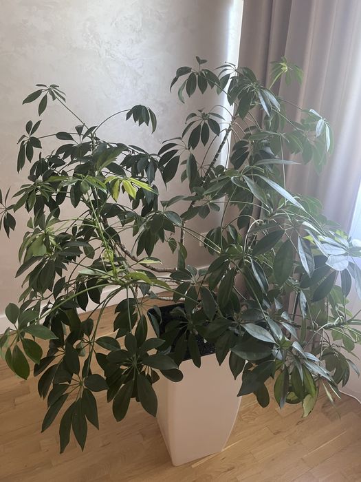 Шефлера кімнатна