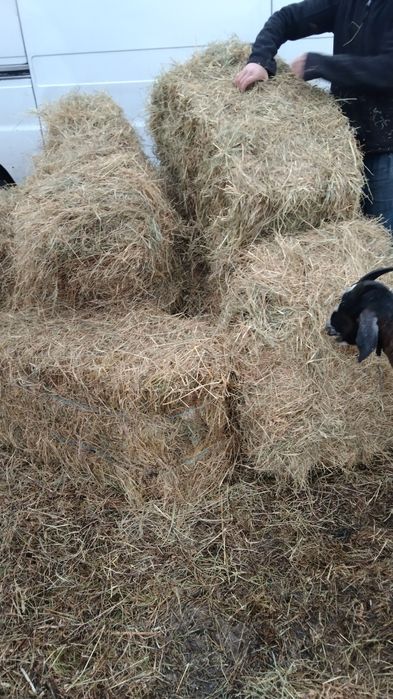 Продам солому в тюках сіно сено в тюках люцерка солома для мульчи: 100 ...