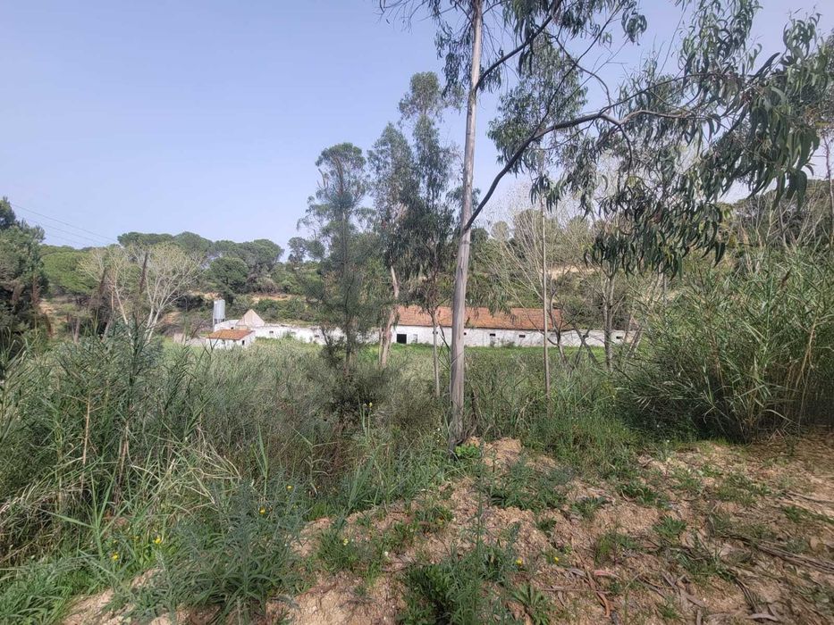 Quinta Urbano + Rústico - Vale Verde - Tremês - Santarém 19,5ha