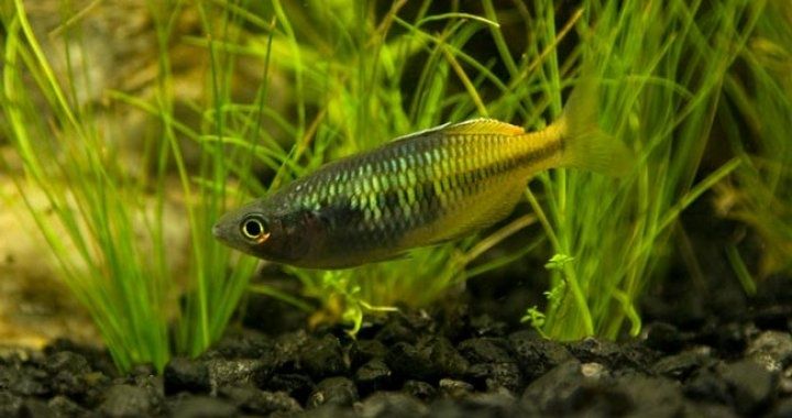 Tęczanki Boesemana - młode