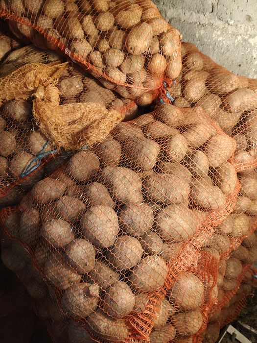 Ziemniaki Riviera/owacja