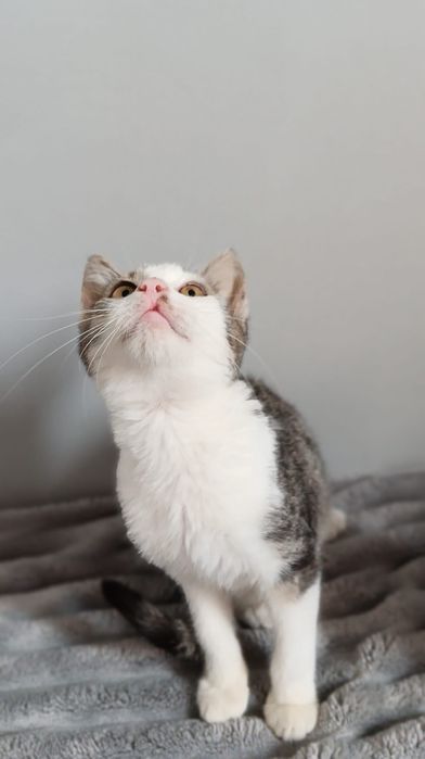 Filemon do adopcji