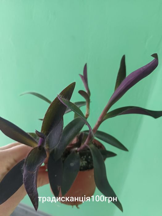 Продам кімнатні рослини