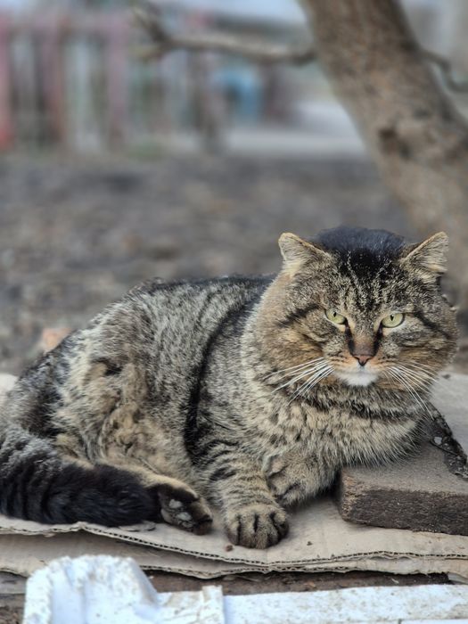 Котика  потрібен дім
