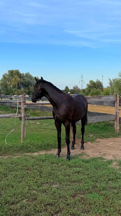 Ogier małopolski 2 letni