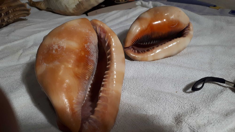 Индонезийская океаническая ракушка Кассис Корнута/ Cassis Cornuta