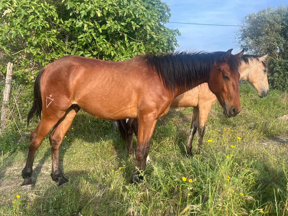 Poldro Lusitano de 2 anos