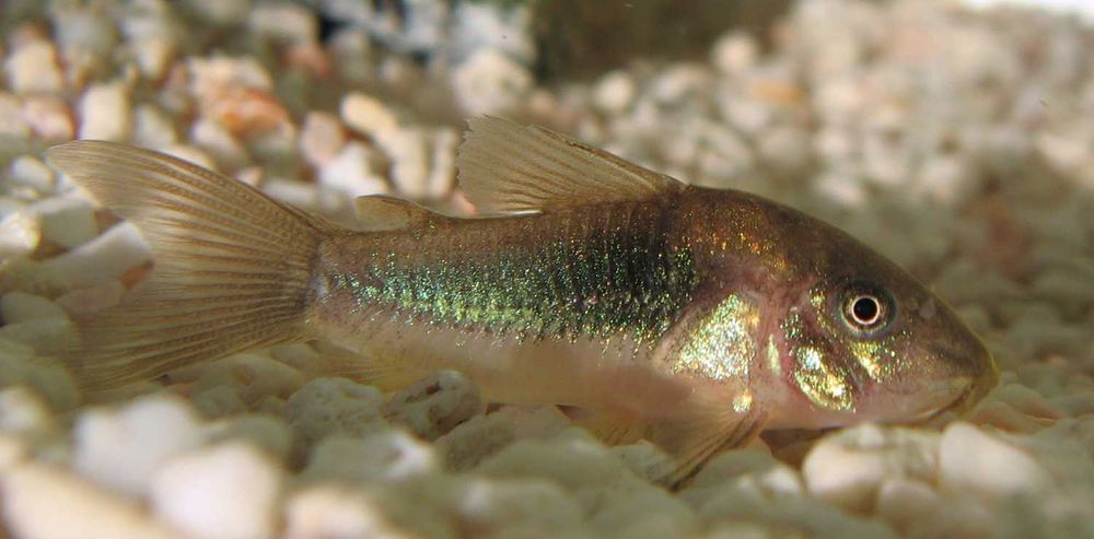 Kirysek spiżowy welon, kirys, corydoras aeneus, sklep AKWAREKS