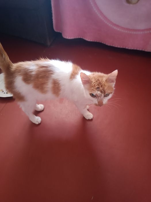 Киця, кішечка,кіт. Дуже хороша дівчинка