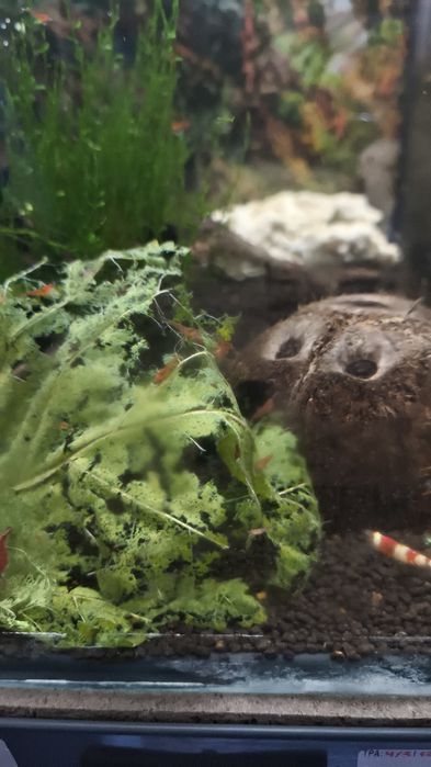 Camarões (oportunidade) Red Fire