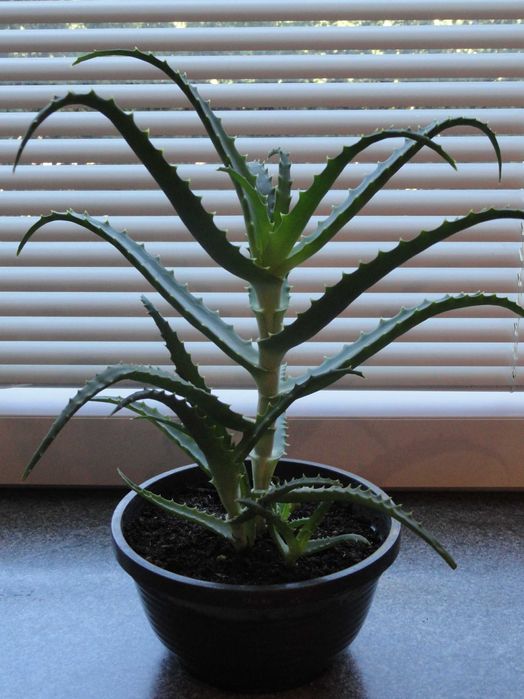 żyworódka aloes roślina lecznicza kwiaty doniczkowe