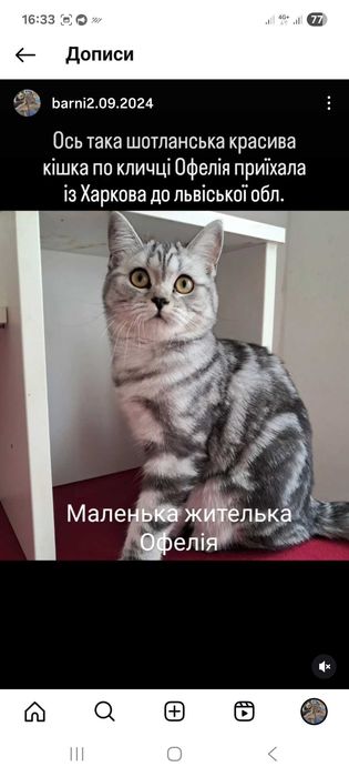 Кішка клубна шотландка прямовуха документи родовідWCF впкцинована