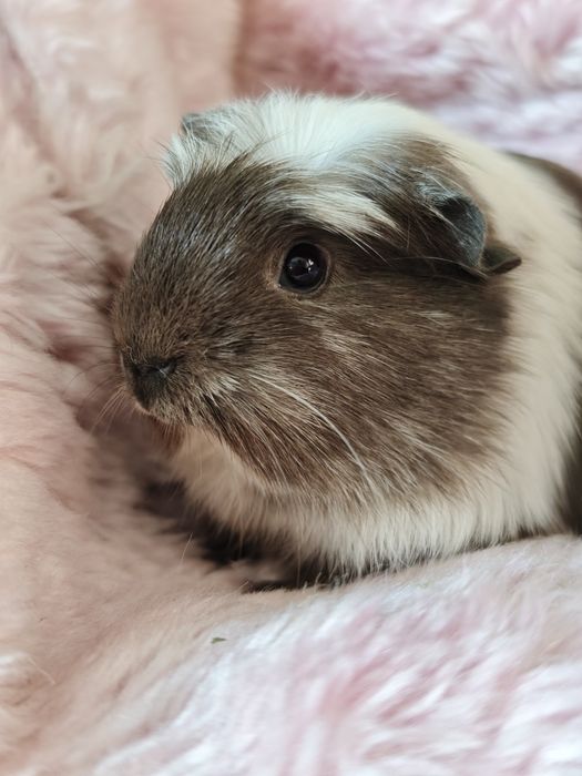 Świnka morska samica Magpie