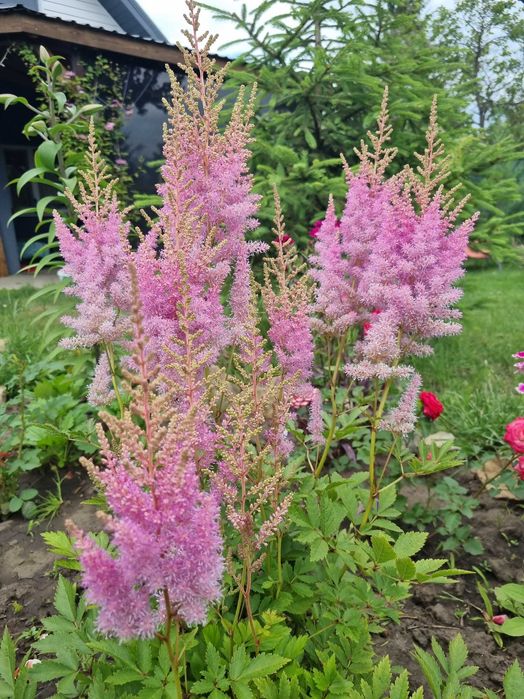 Саженцы цветов астильба ромашка колокольчик флокс