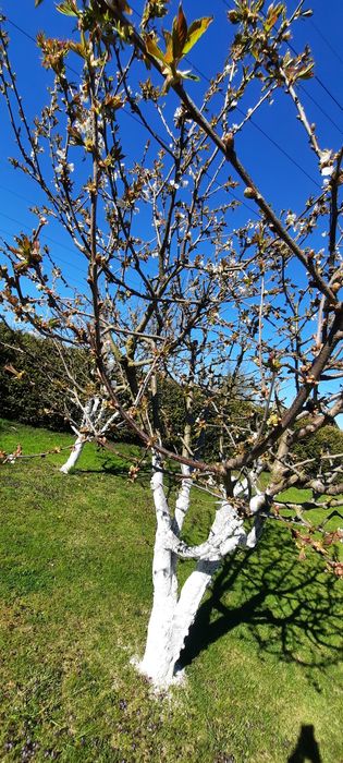 Działka ROD  blisko morza