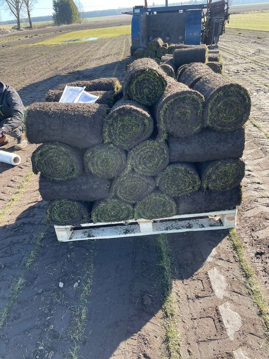 Trawa trawnik z rolki sprzedaż montaż transport ogród