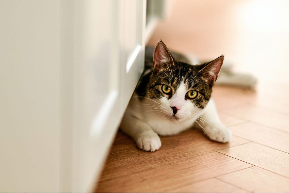 6 miesięczny kotek do adopcji