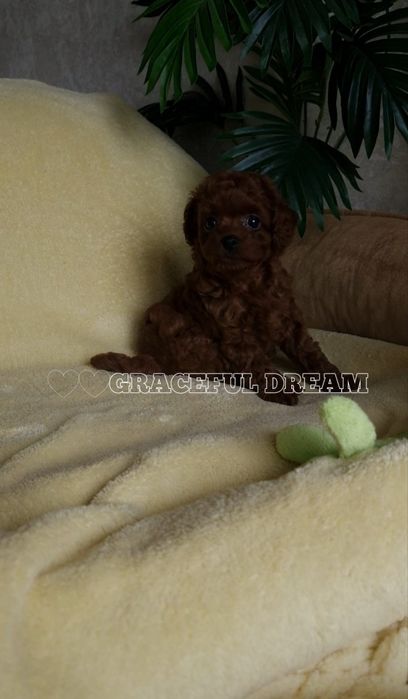 Toy poodle Teddy, Baby face,  China!