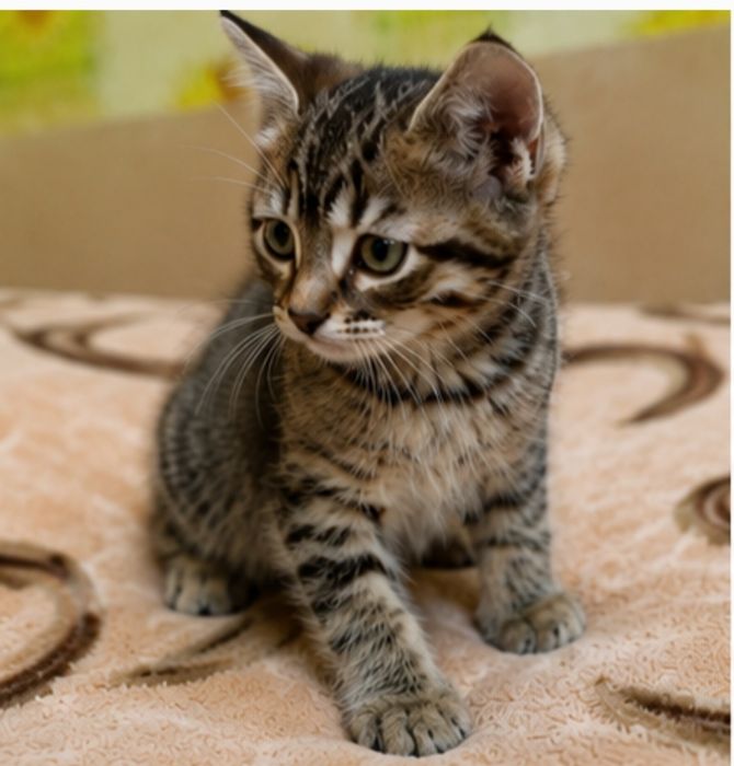 Котенок в поисках семьи. Кошечка ищет дом