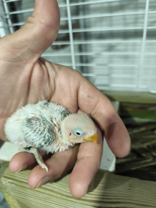 Fishers opalinos pale x cobalto