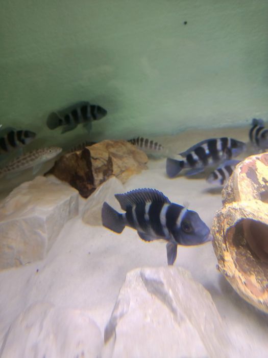 Neolamprologus tretocephalus tanganika