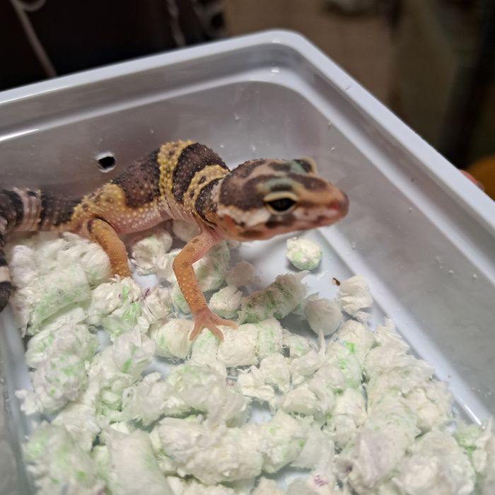 Gekon lamparci w sklepie zoologicznym Gruby Kocur Rzeszów