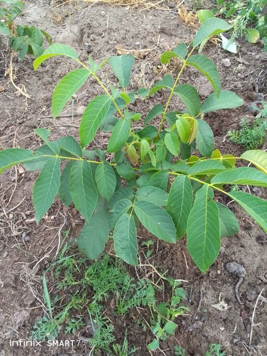 Orzech włoski/ Orzechy włoskie